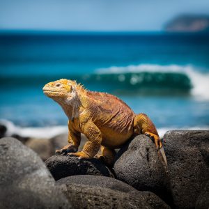 Los mejores tours a Galápagos