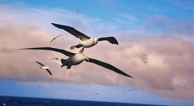 Divorcio entre los albatros